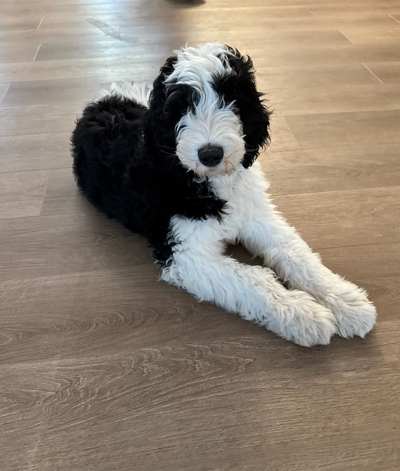 A black and white dog is laying on a wooden floor.