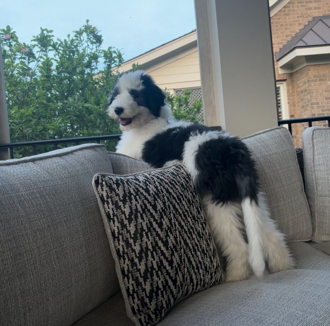 A black and white dog is sitting on a couch