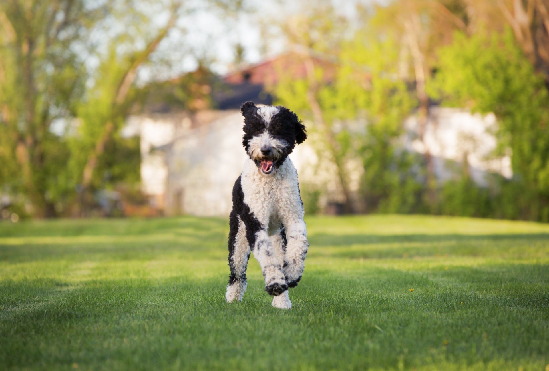 A black and white dog is running in the grass.
