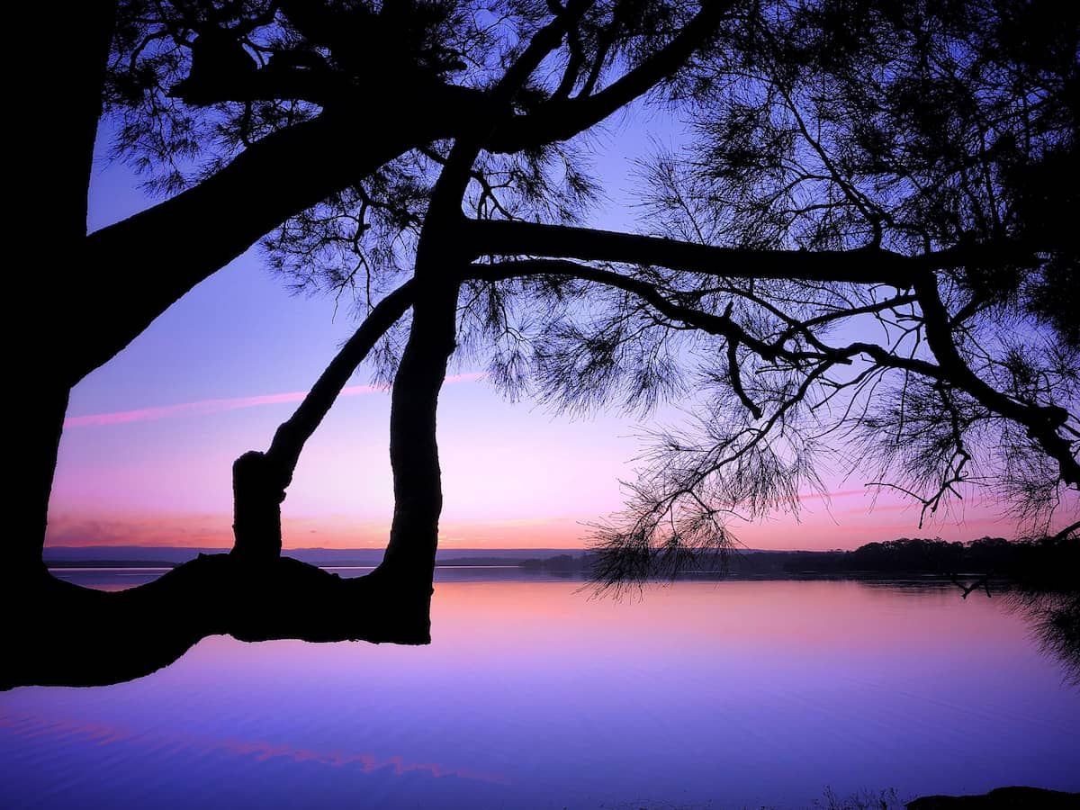 Silhouetted Tree Branches Over a Calm Lake at Sunset — BVN Landscape and Concrete Supplies in Sanctuary Point, NSW