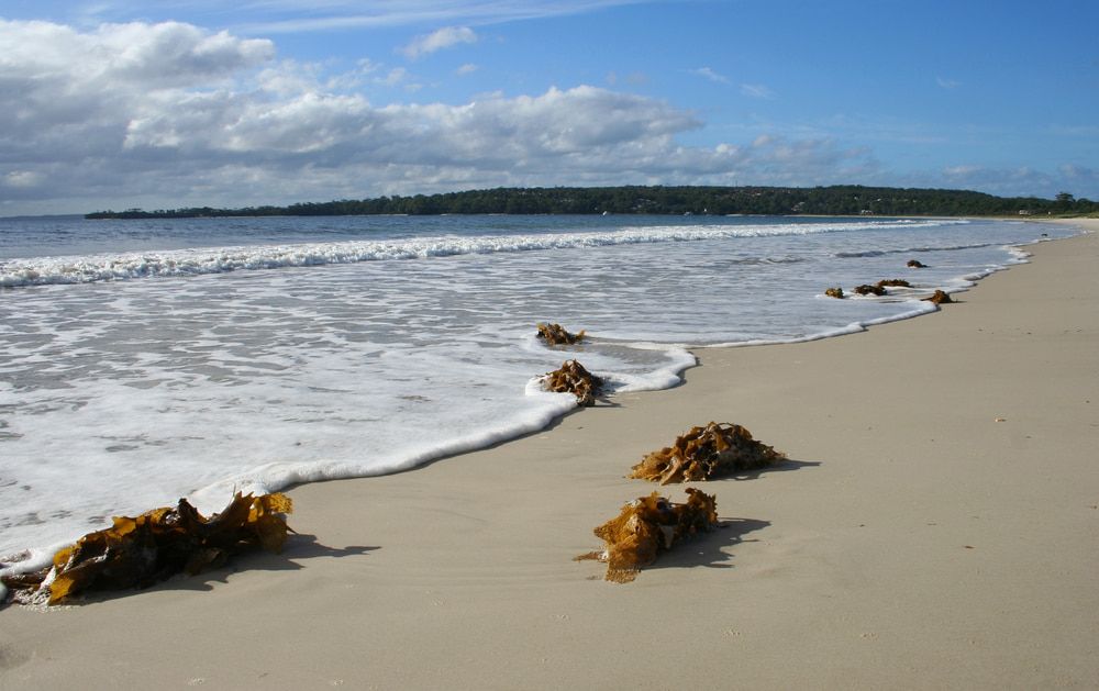 A Beach with Seaweed on The Sand and Waves Coming In — BVN Landscape and Concrete Supplies in Vincentia, NSW