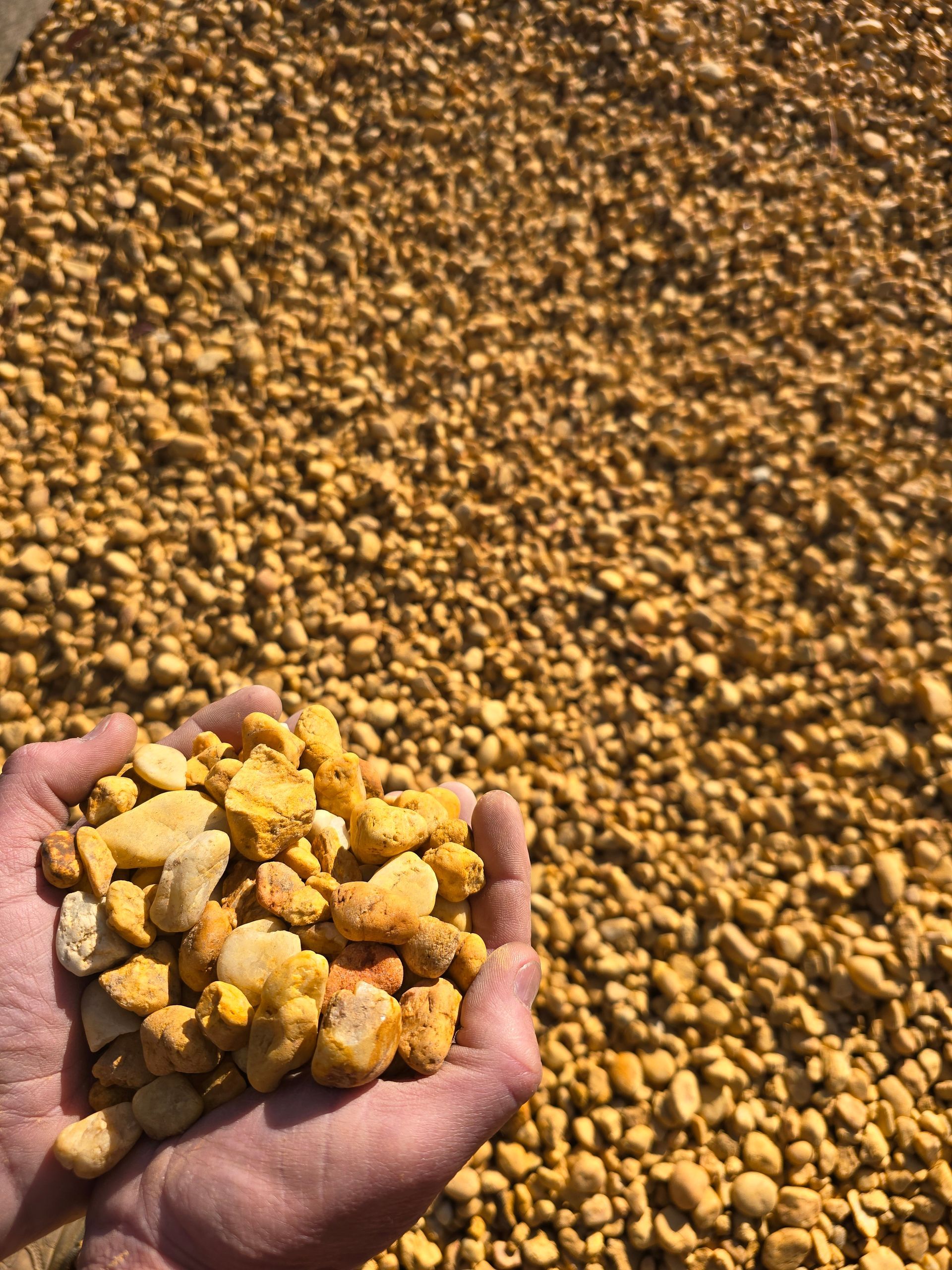 Person Holding a Handful of Yellow-orange Stones — BVN Landscape and Concrete Supplies in Berry, NSW