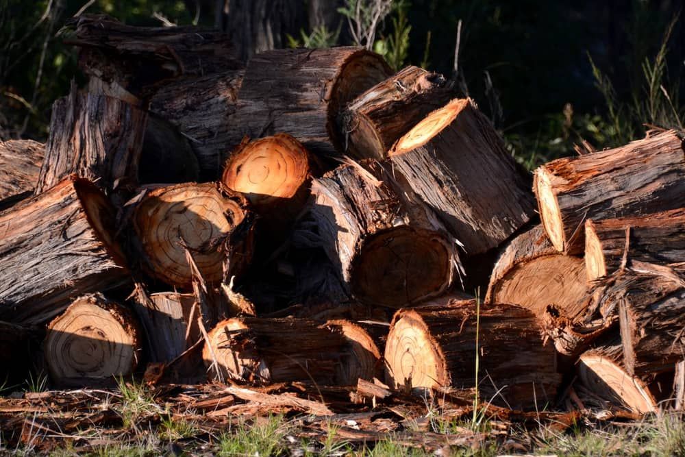 Stacked Cut Logs in Sunlight on the Ground Outdoors — BVN Landscape and Concrete Supplies in Vincentia, NSW