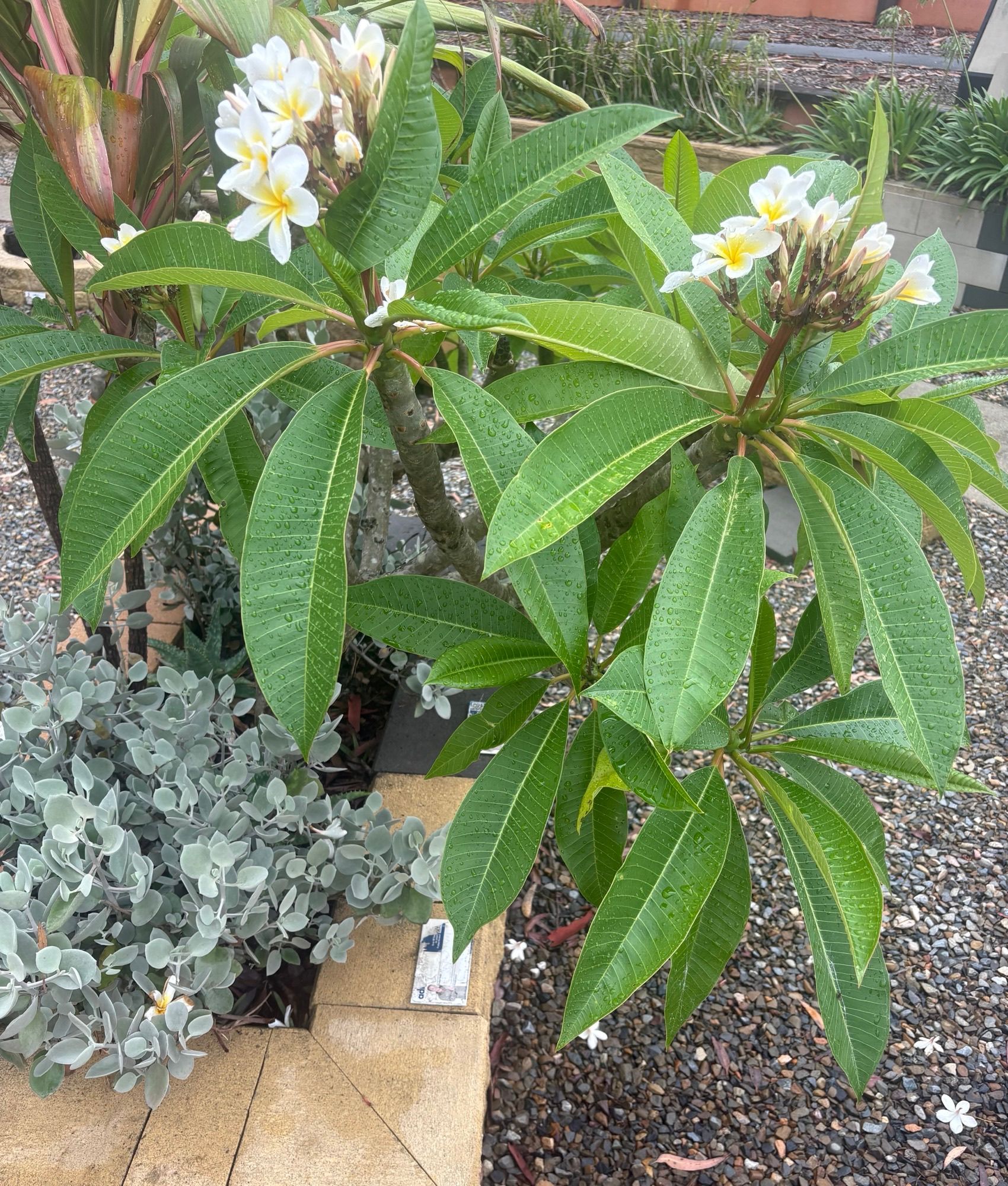 A Close up Of Frangipani Flowers — BVN Landscape and Concrete Supplies in St Georges Basin, NSW