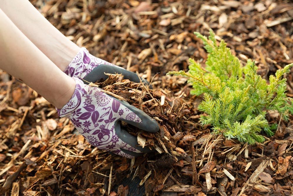 Woman Gardener Mulching Tree — BVN Landscape and Concrete Supplies in St Georges Basin, NSW