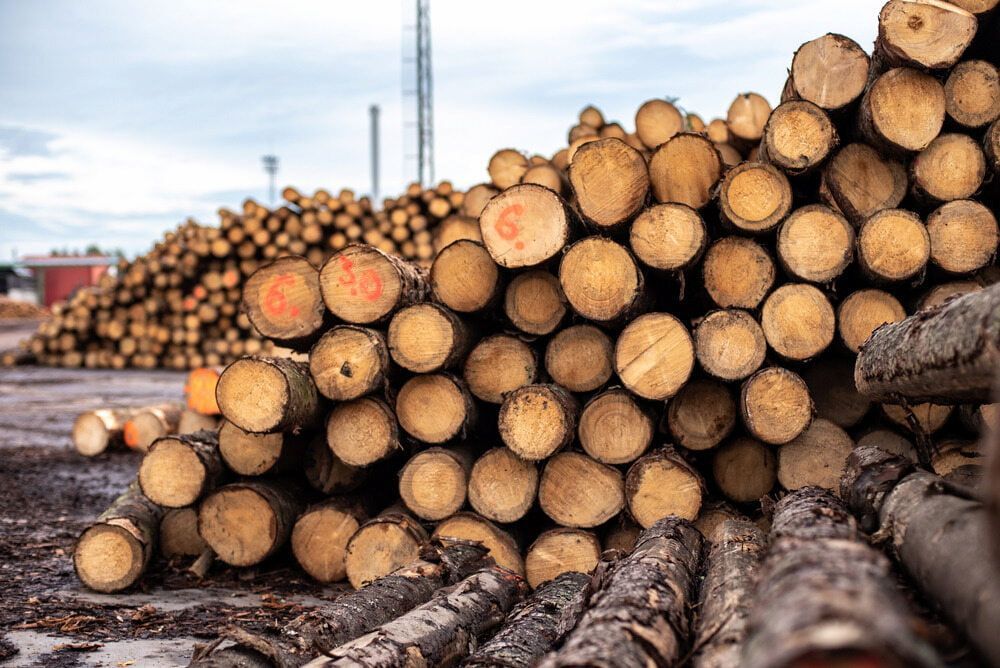 Stacked Logs in a Lumber Yard, With Cut Tree Trunks Piled — BVN Landscape and Concrete Supplies in Vincentia, NSW
