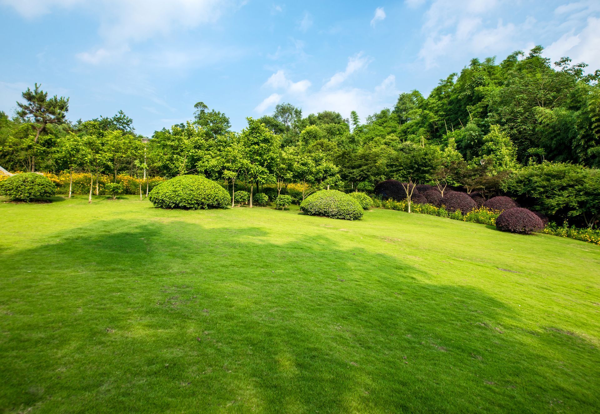 Green Lawn With Trees, Shrubs, and a Blue Sky — BVN Landscape & Steel Supplies in St Georges Basin, NSW