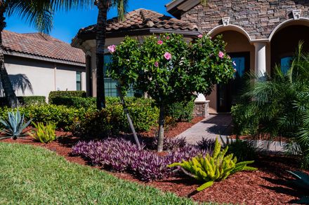 Trimmed green hedge sits in a mulched bed