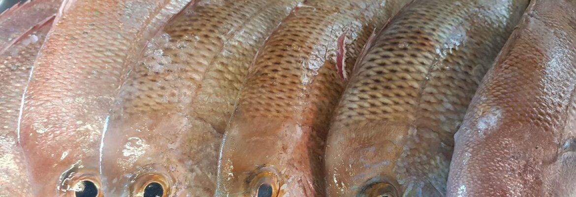 A Bunch of Fish Are Sitting on Top of Each Other on a Table — Noosaville Fish Market In Tewantin, QLD