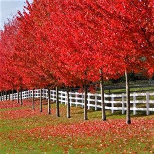 Autumn Fantasy Maple