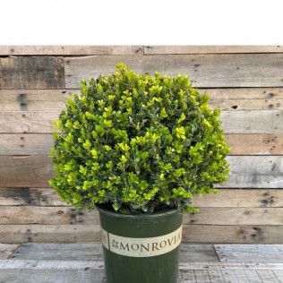 Boxwood