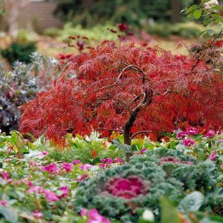Dissectum Atropurpureum Japanese Maple