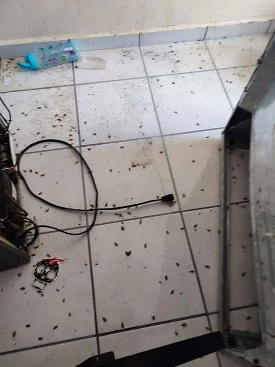 GRUPO ZARGO FUMIGACIONES GRUPO ZARGO FUMIGACIONES