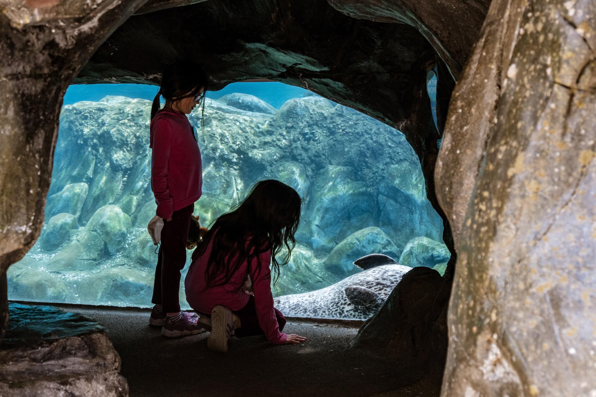 Two little girls are looking at a seal in an aquarium.