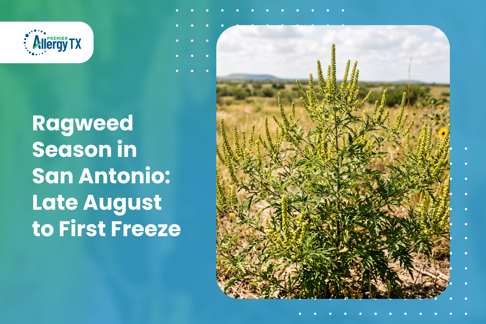 Ragweed Allergy Season in San Antonio: Symptoms, Triggers & Treatment