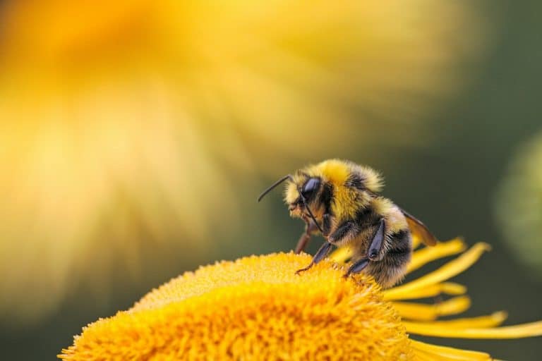 Local Honey for Seasonal Allergies or Just Sweet Relief?