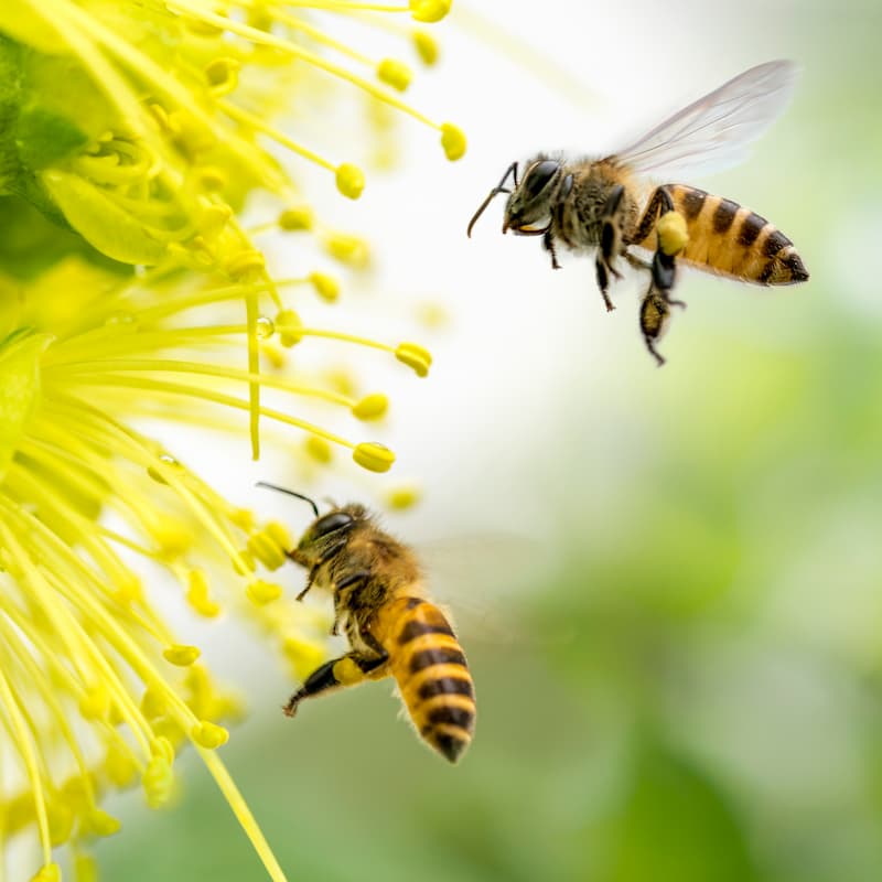Insect Allergy Treatment