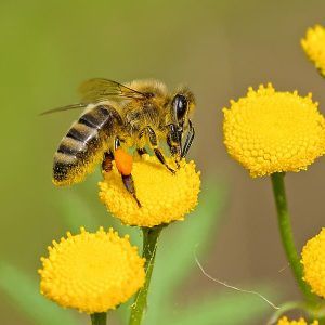 How Honey Works with Allergies