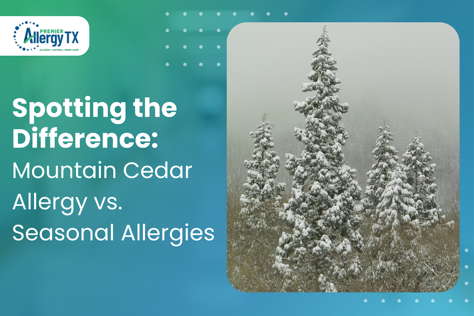 Snow-covered cedar trees release pollen, a common trigger of winter allergies in Texas