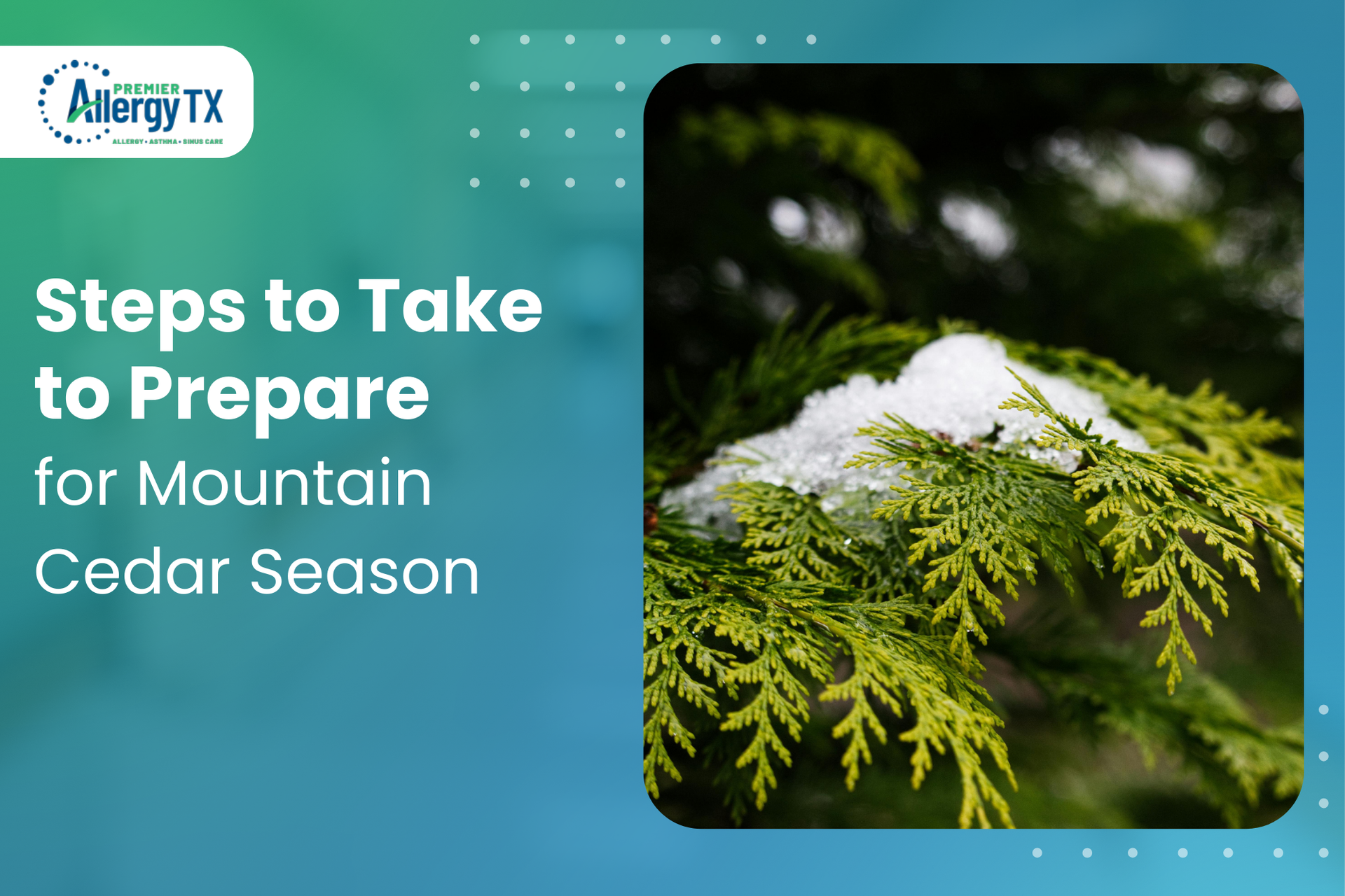 During the winter season, this tree is the main culprit behind mountain cedar allergy.