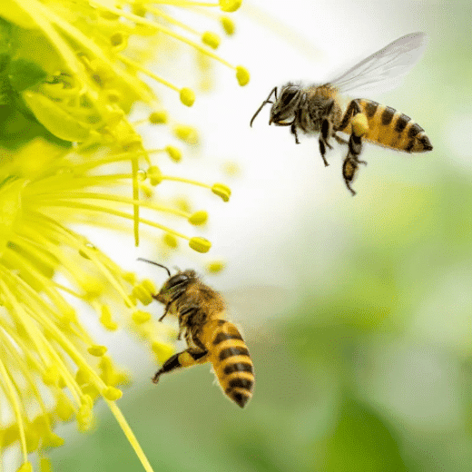 insect allergy treatment