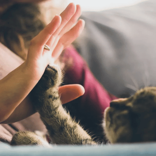 pet allergy causes