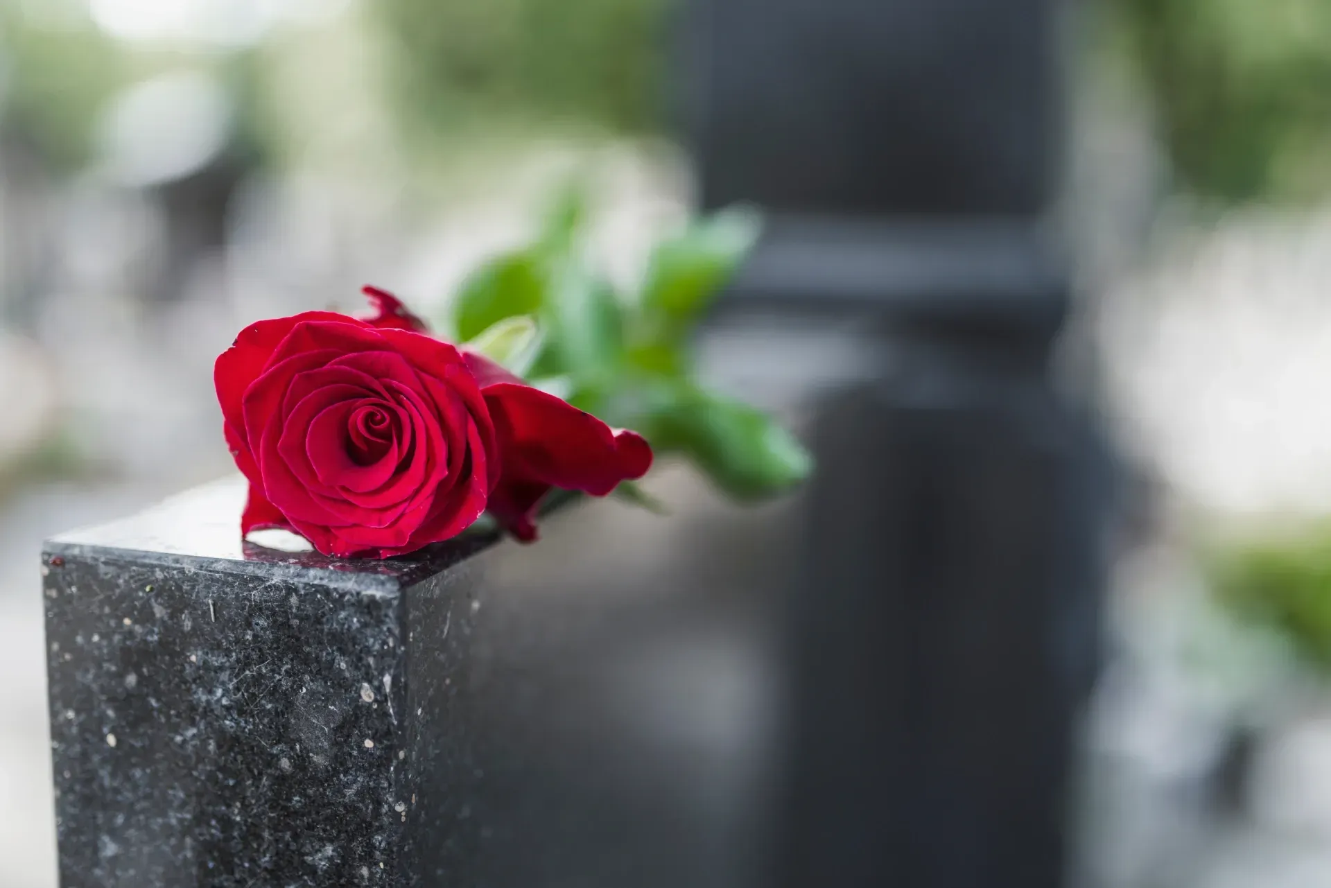 Red rose resting on a black granite gravestone outdoors