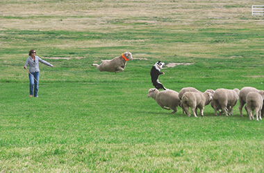 Woman with a dog and a black-and-white sheepdog herding sheep in a grassy field