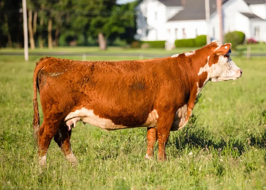 A brown and white cow is standing in a grassy field.