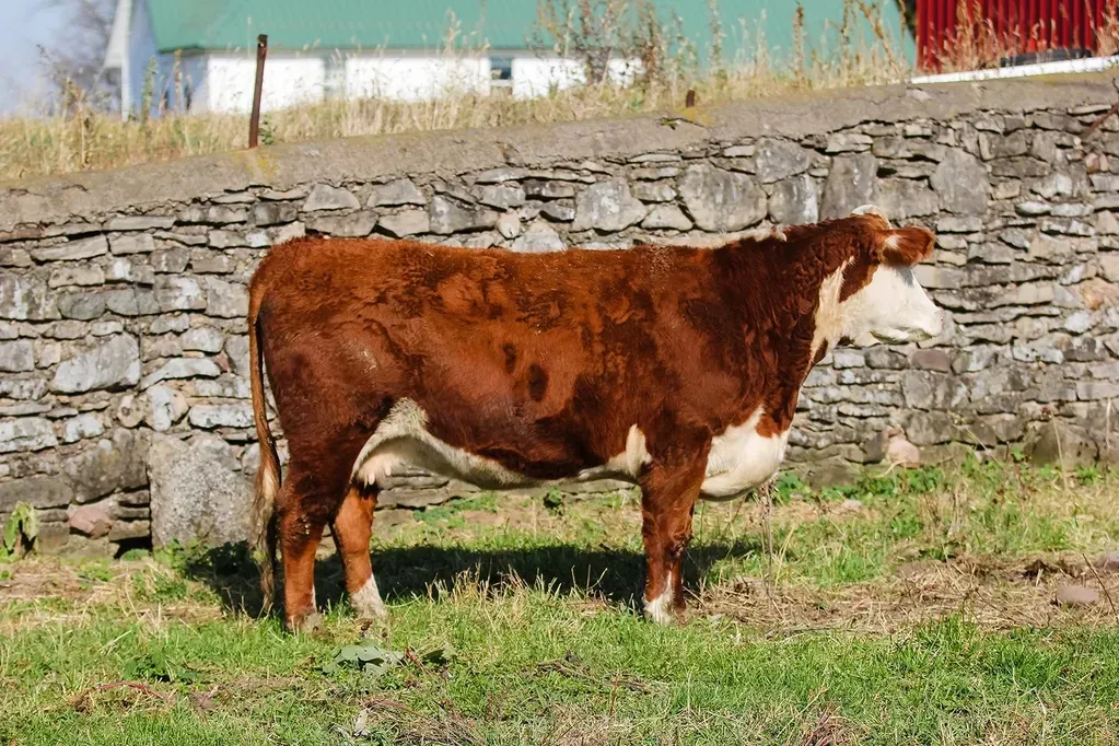 A brown and white cow is standing in a grassy field in front of a stone wall.