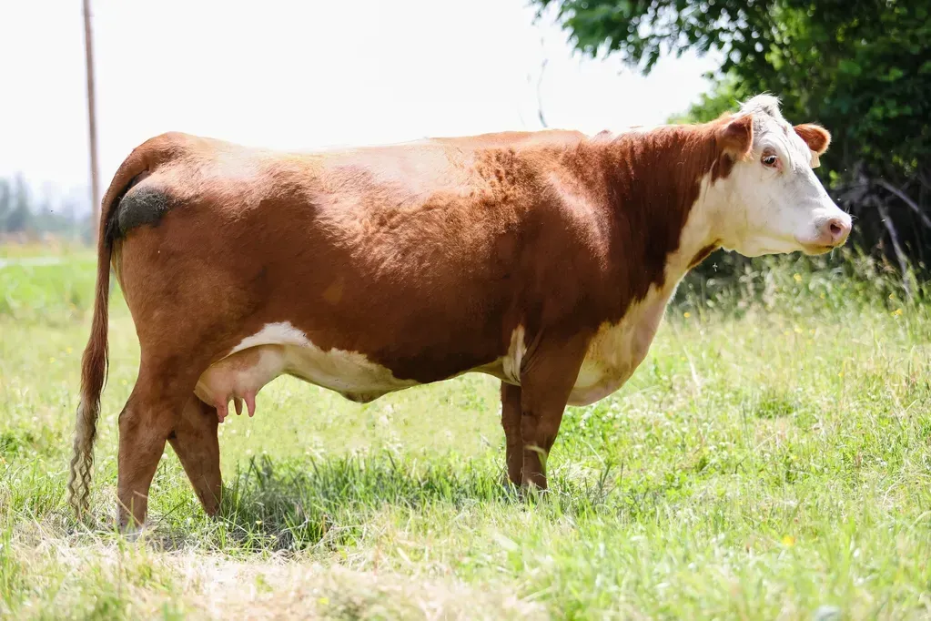 A brown and white cow is standing in a grassy field.