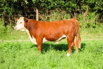 A brown and white cow is standing in a grassy field.