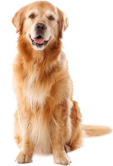 A golden-colored dog sitting against a white background with its mouth slightly open and a friendly expression.