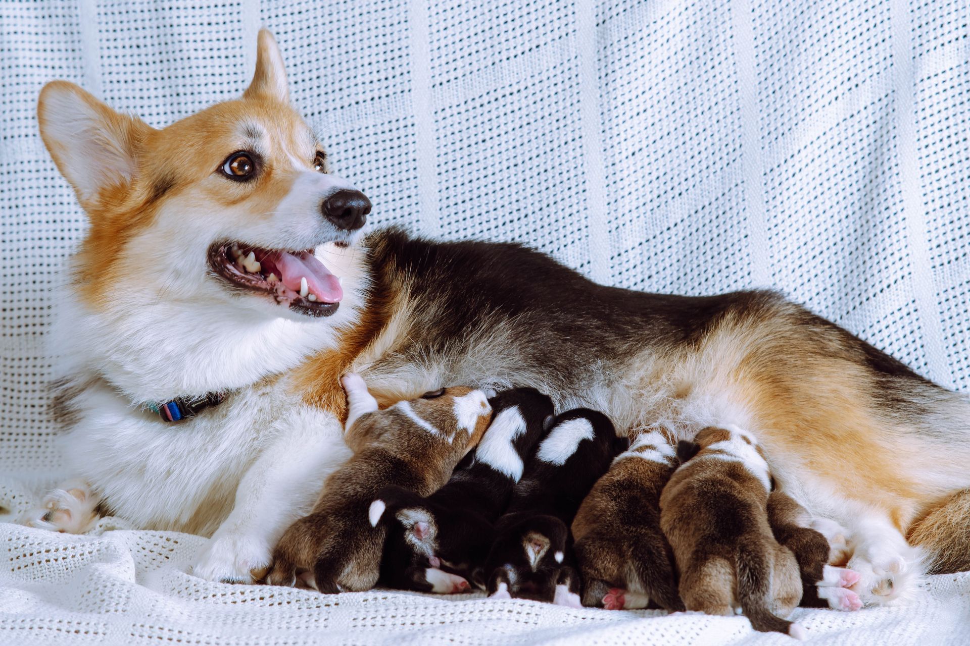 Pups and Mother