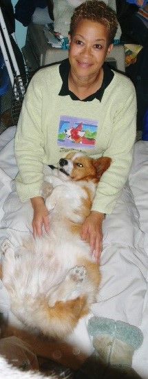 Cute Corgi