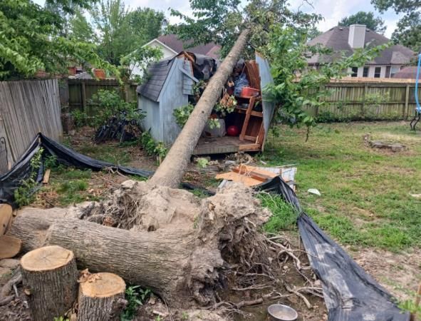A tree that has fallen in the backyard of a house.