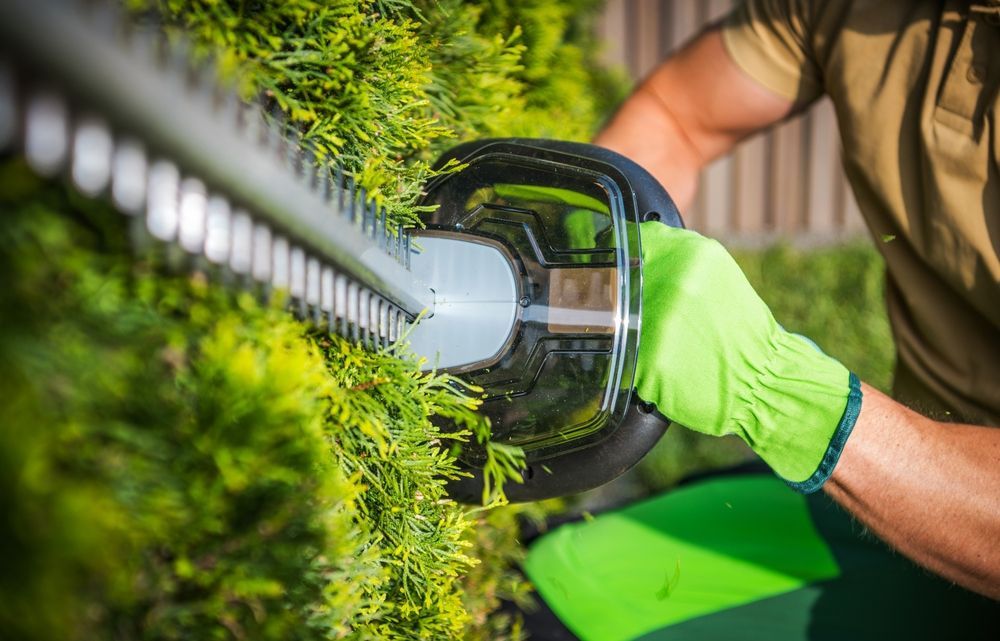 A man is cutting a hedge with a hedge trimmer.