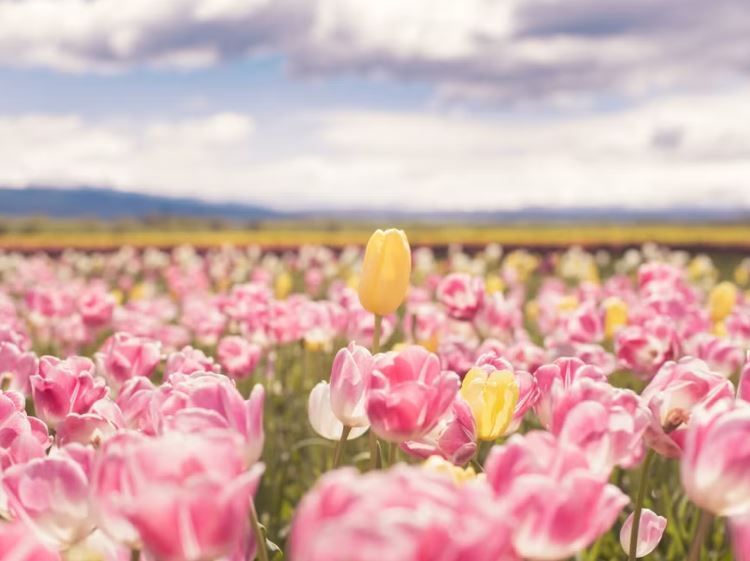 Pink tulip field honoring service and sacrifice for cremation services in Emmitsburg, MD