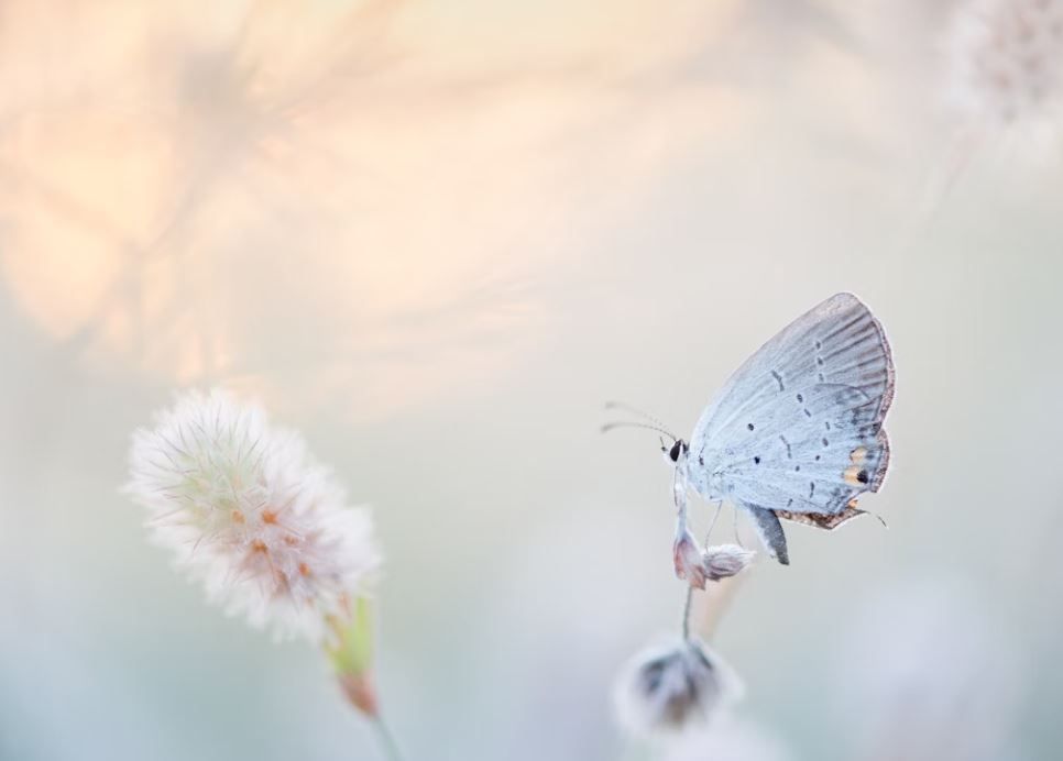 cremation services in Taneytown, MD