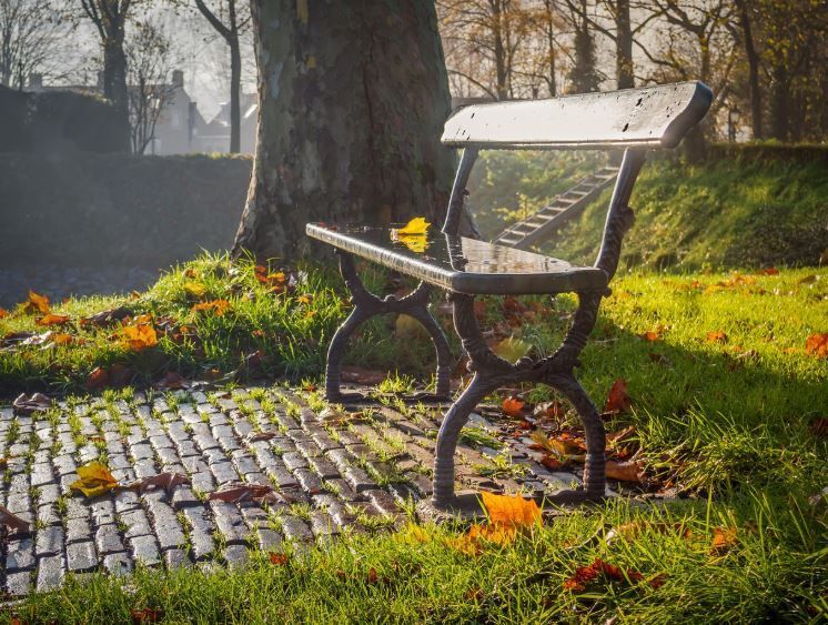 Sunlit park bench under a tree, symbolizing lasting memorials, cremation services Taneytown, MD