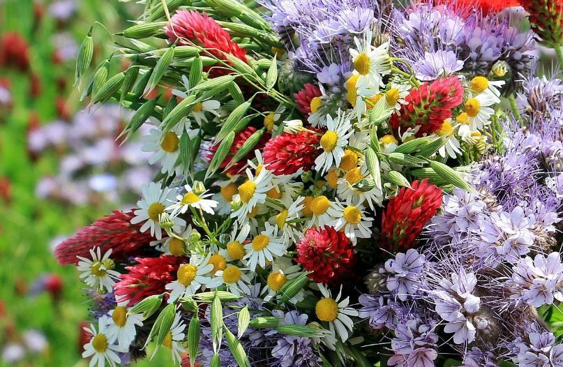 Daisies, red clover, and purple blooms offering help fast, cremation services Emmitsburg, MD