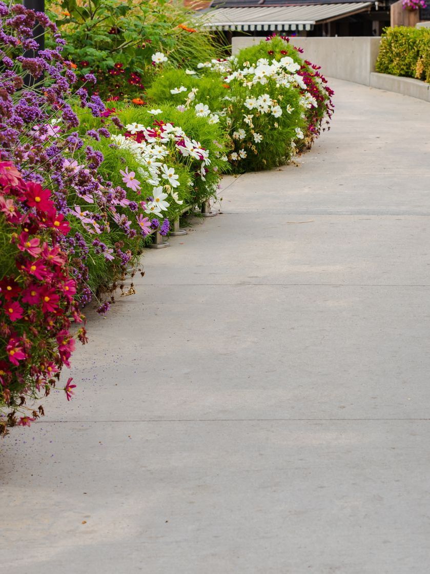 a row of flowers on the side of a road