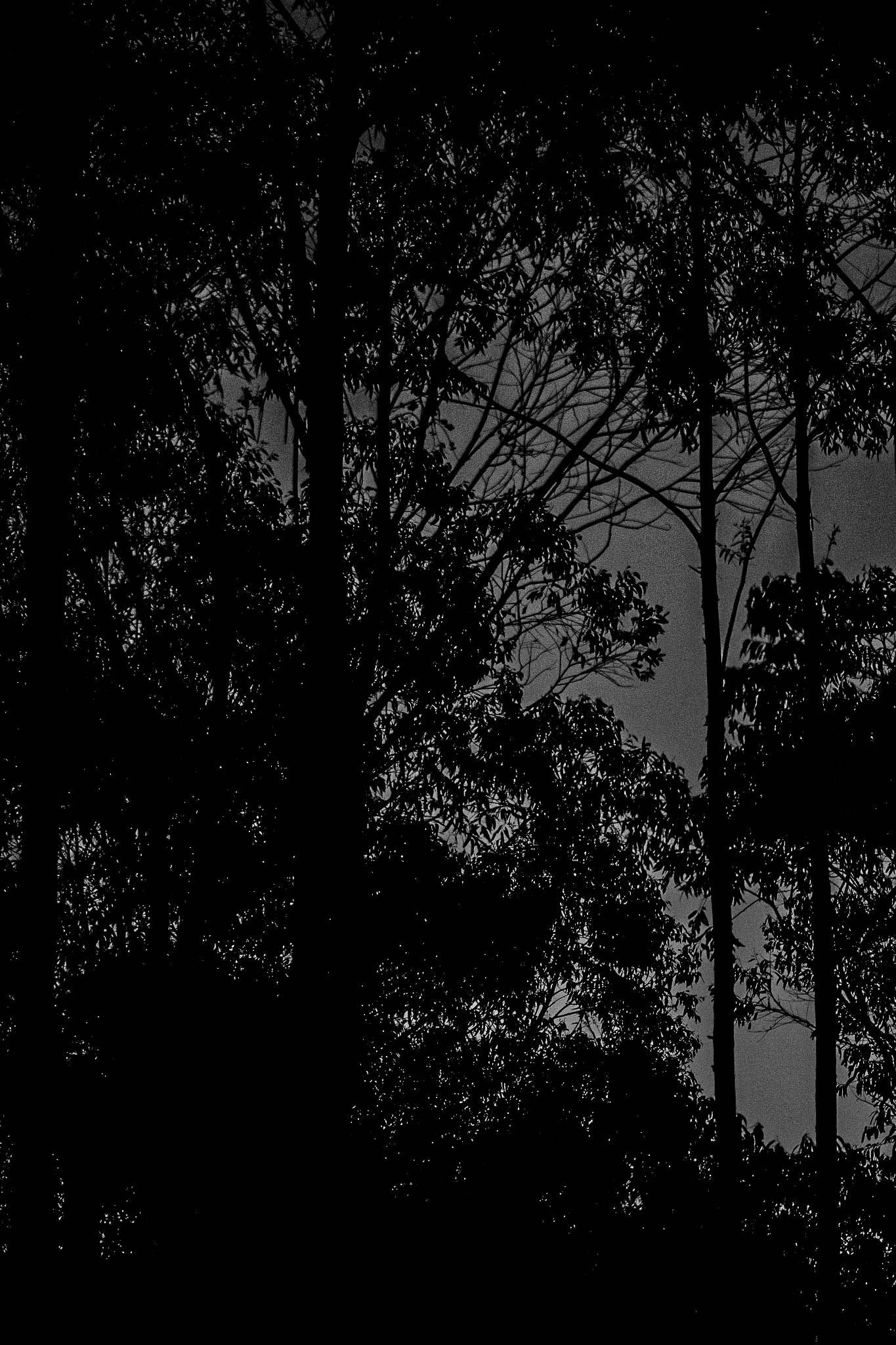Naked In The Trees — A festival of curiosity in Taumarunui NZ