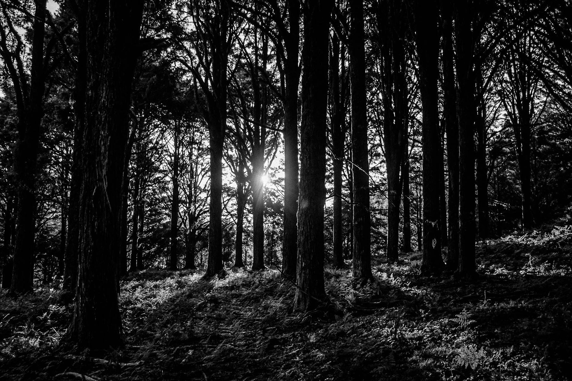 Naked In The Trees — A festival of curiosity in Taumarunui NZ