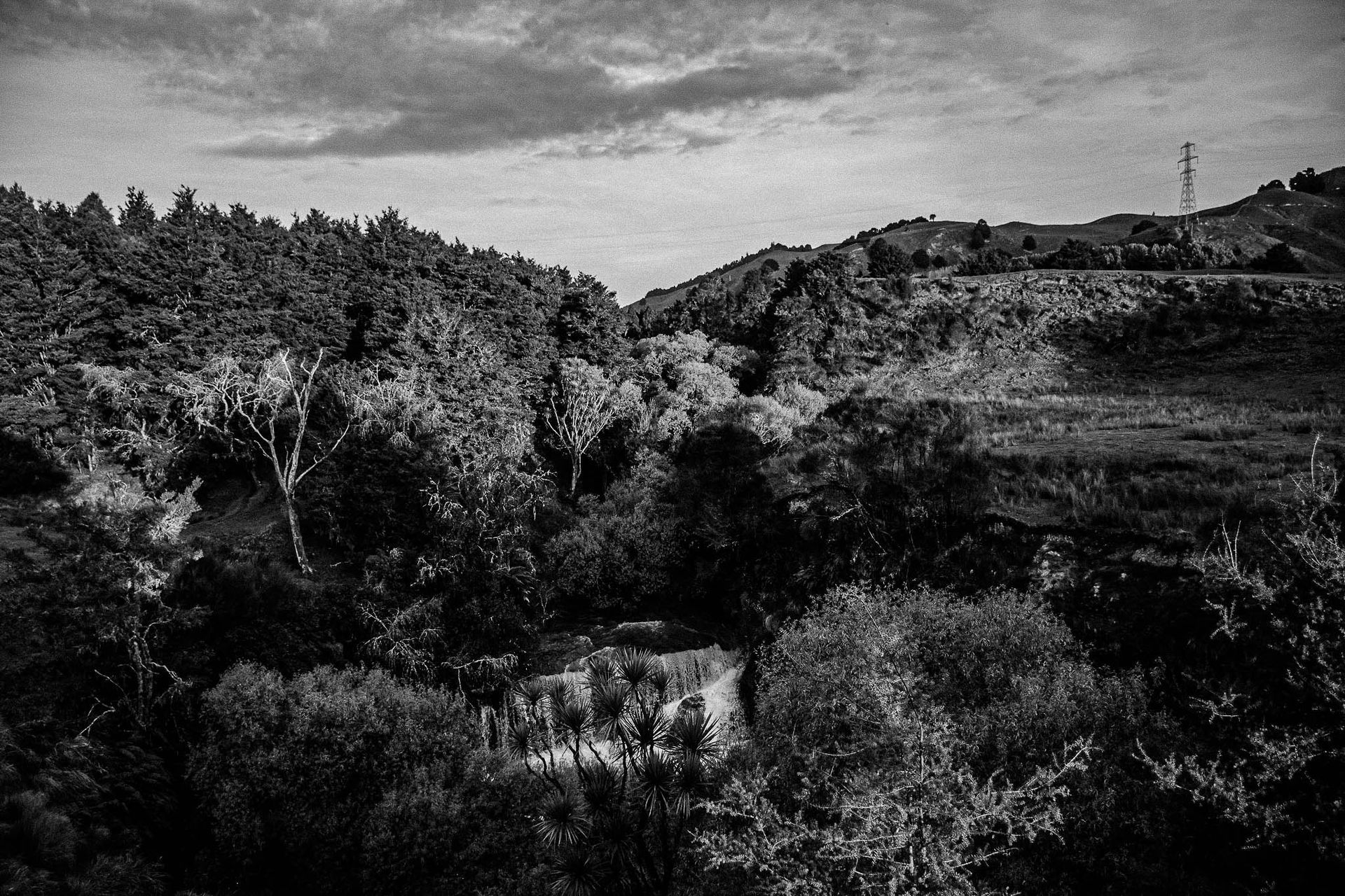 Naked In The Trees — A festival of curiosity in Taumarunui NZ