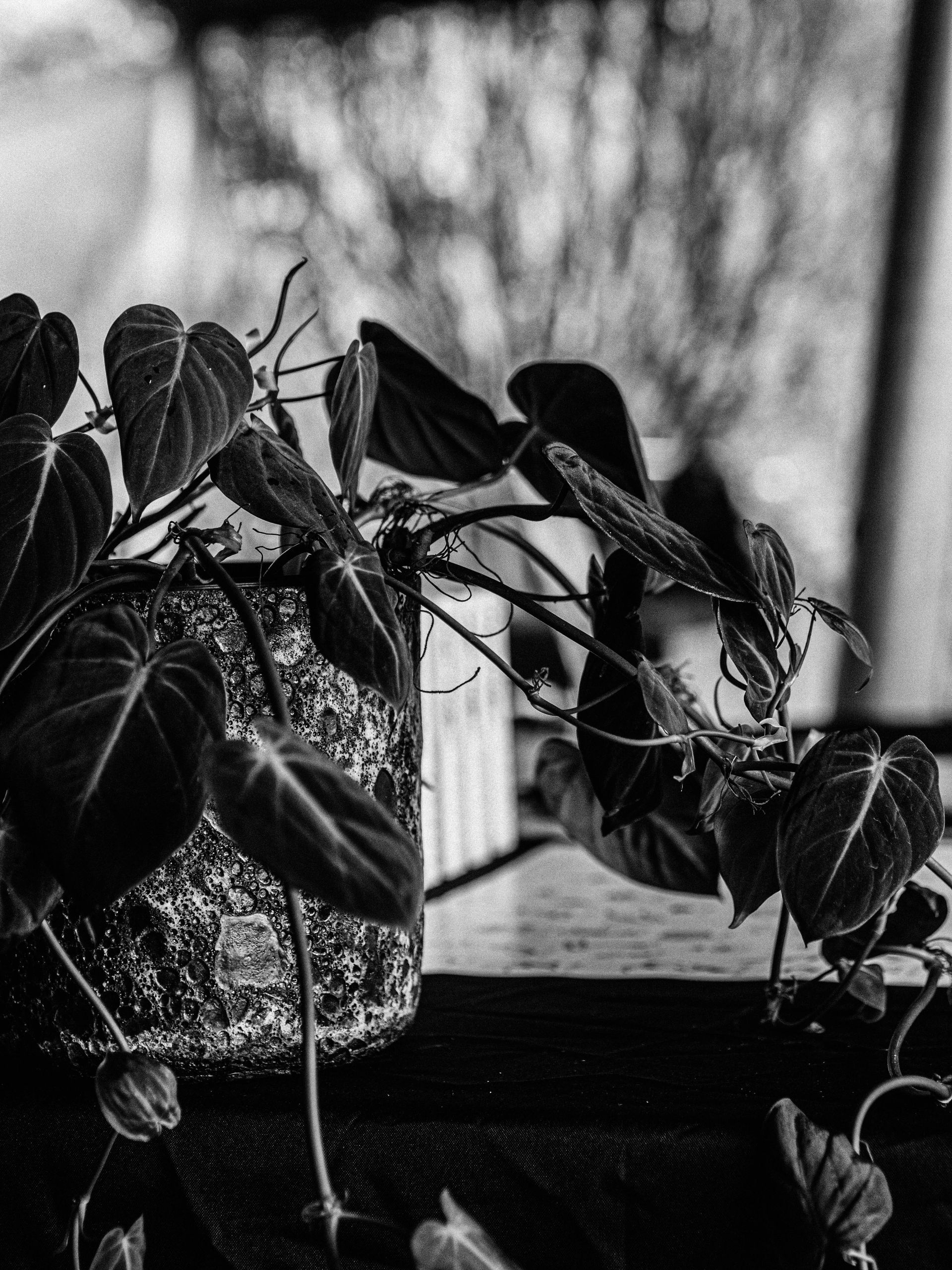 Naked In The Trees — A festival of curiosity in Taumarunui NZ