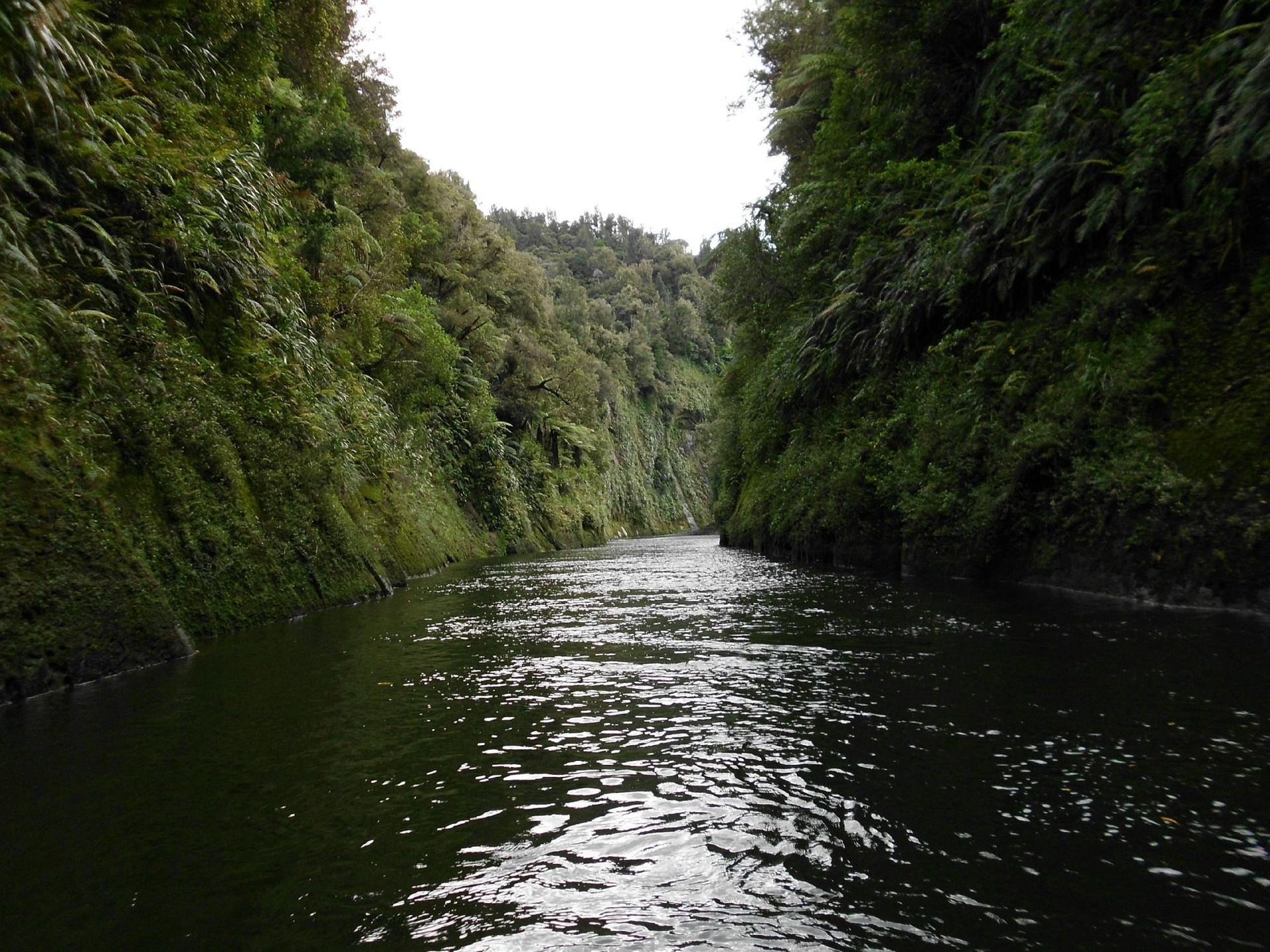Naked In The Trees — A festival of curiosity in Taumarunui NZ