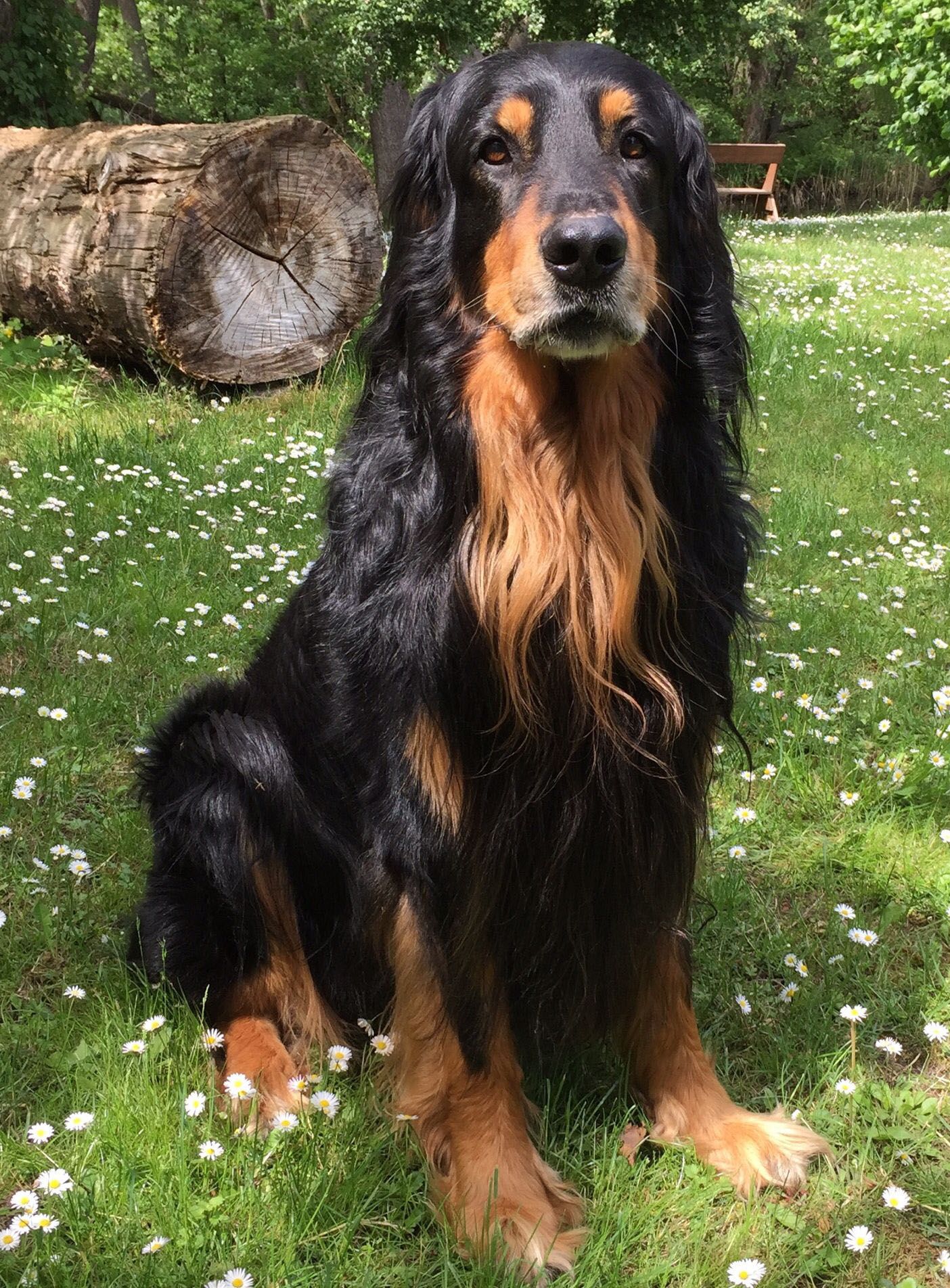 Hovawarte vom Erlenfließ