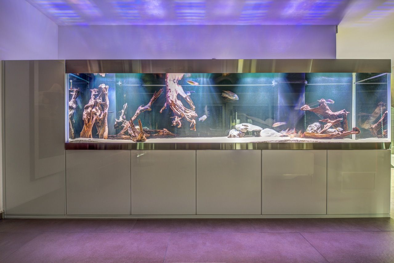 Grand aquarium intégré dans un meuble blanc, contenant du bois et des roches, avec un éclairage bleu.