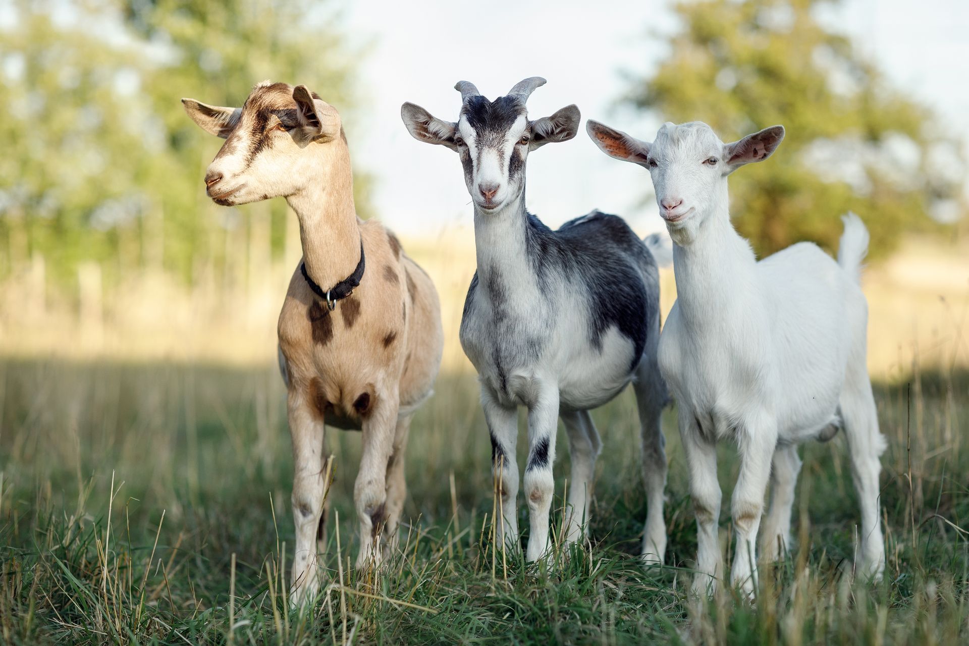 Three goats standing in a grassy field, one tan, one black-and-white, and one white.